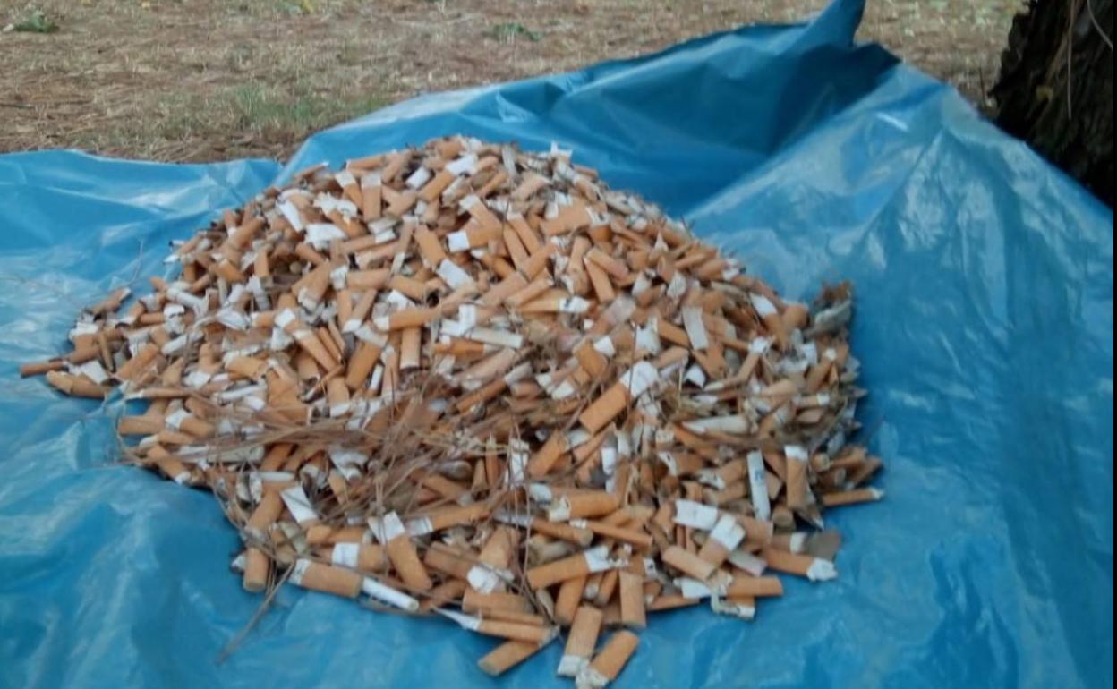 Colillas recogidas en el parque del Plantío.