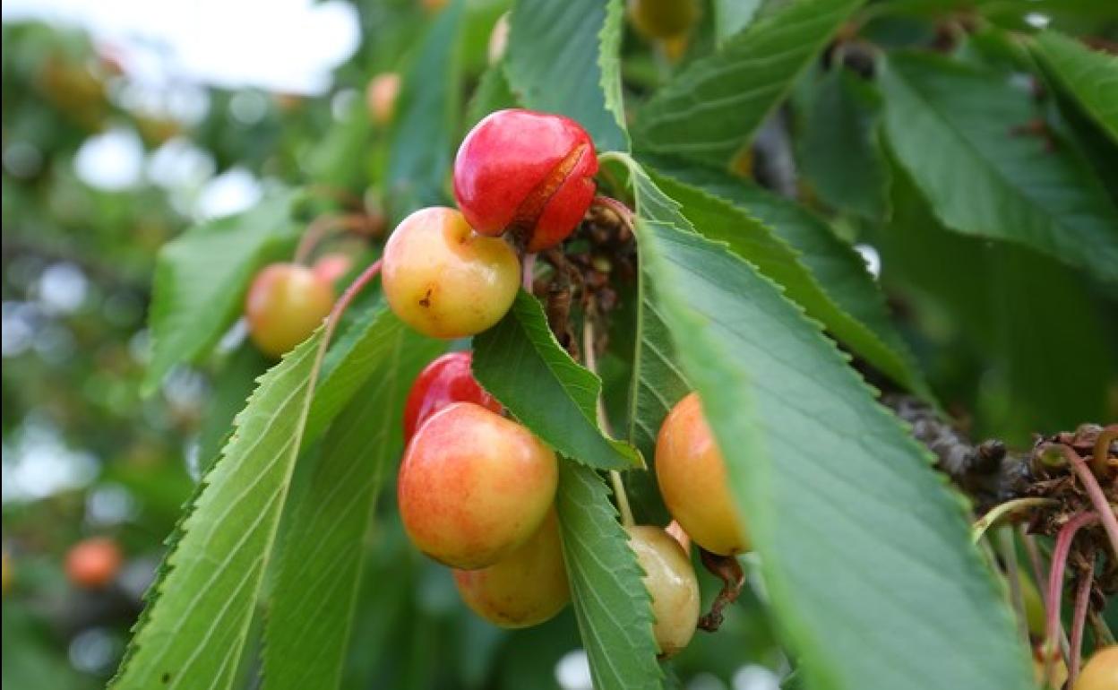 Cerezos en El Bierzo.