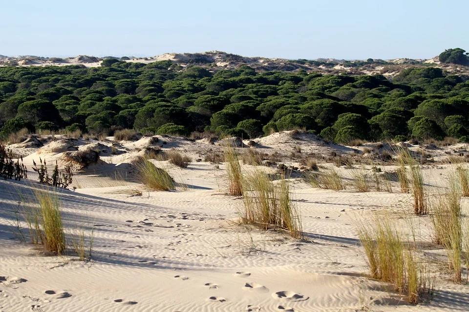 Parque Nacional de Doñana, Huelva