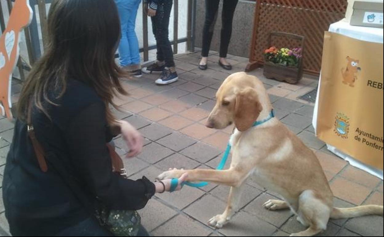 Campaña de adopción de mascotas en Ponferrada. 