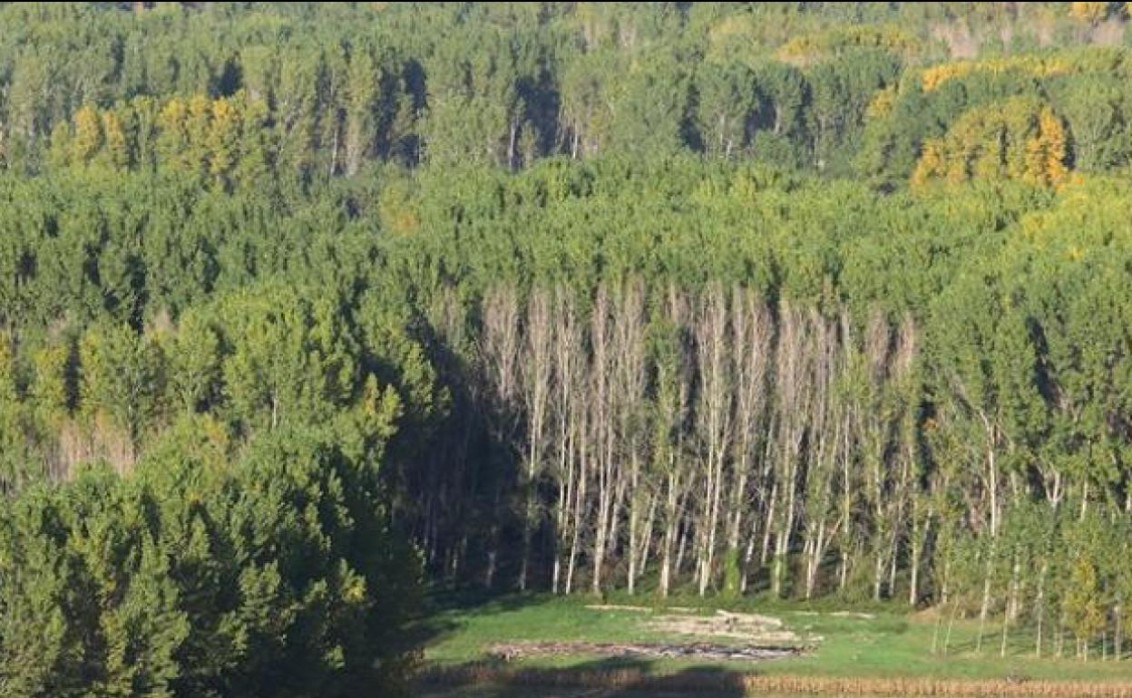 Bosque de chopos en El Bierzo.