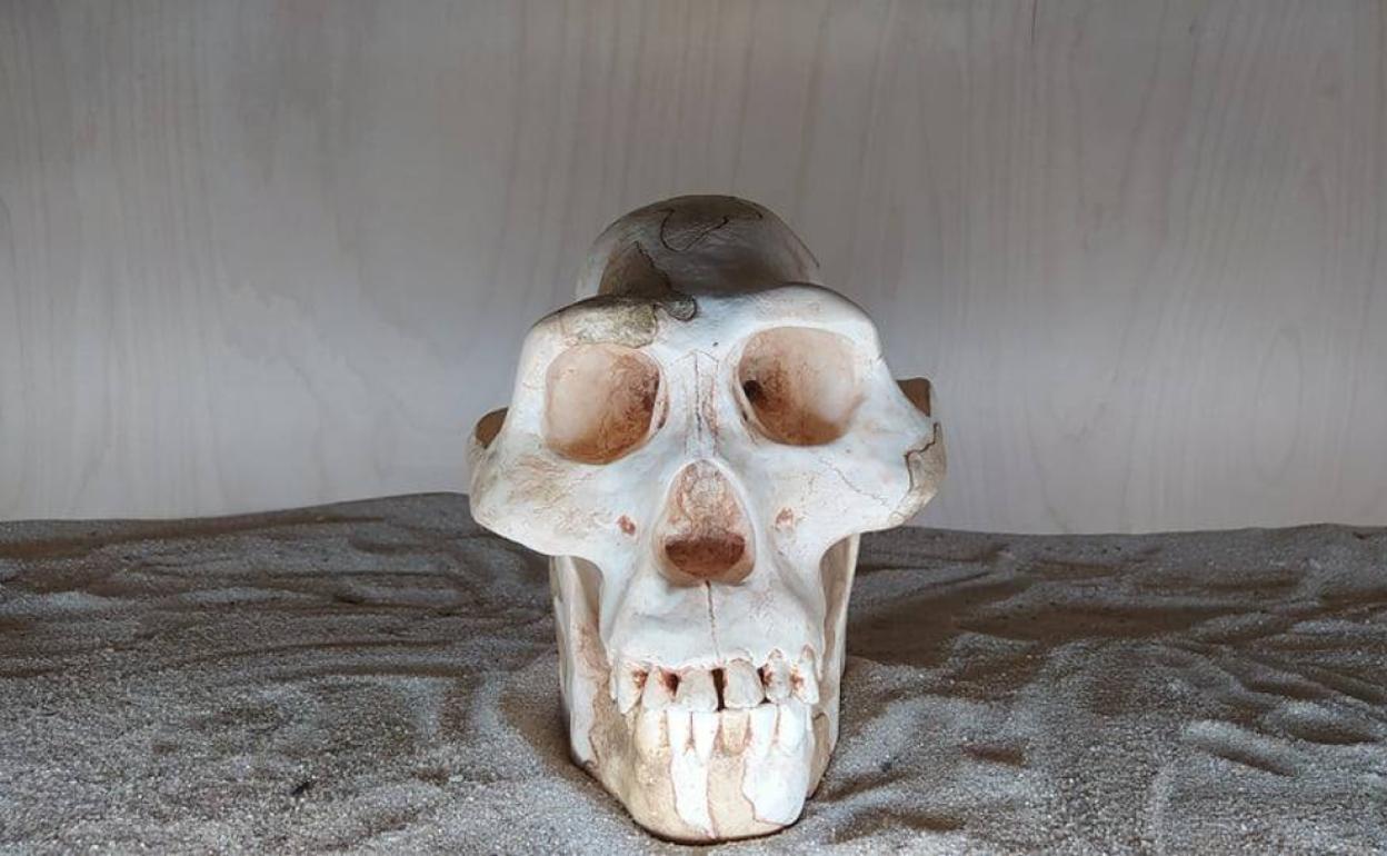 Réplica del cráneo de hembra de Australopithecus Afarensis conocida popularmente como 'Lucy'.