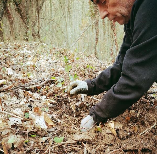 Fotos: Ciuden y Bierzo Vivo plantarán 200 árboles en el futuro bosque terapéutico de Villar de Los Barrios