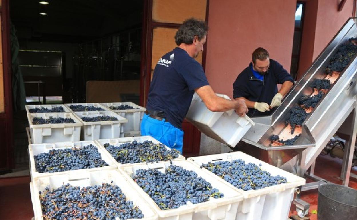 Entrada de uvas en las bodegas Pittacum de Arganza.