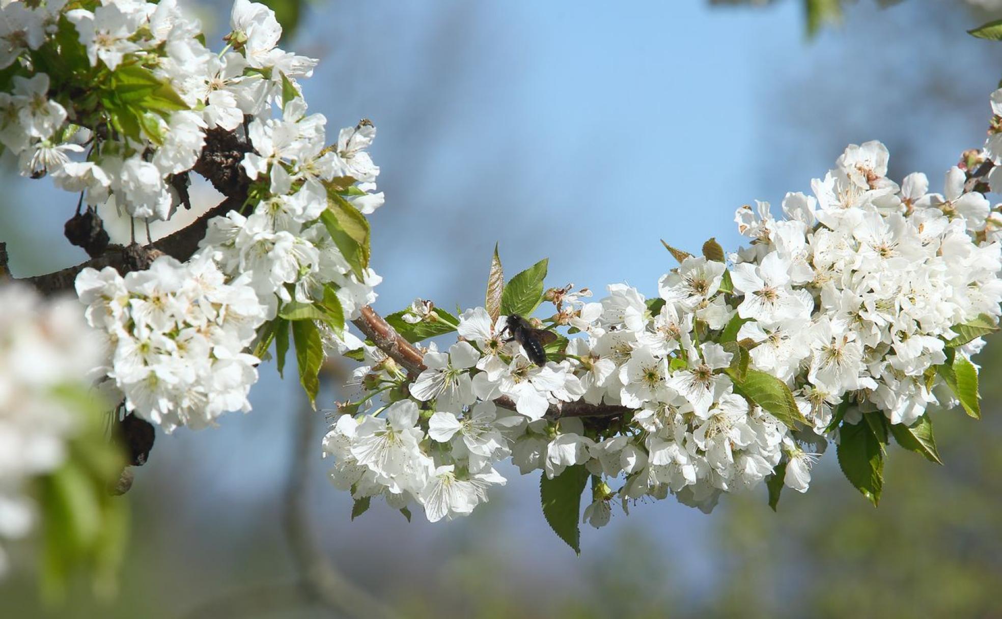 Un cerezo, en la zona del Bierzo, en pleno proceso de floración. 