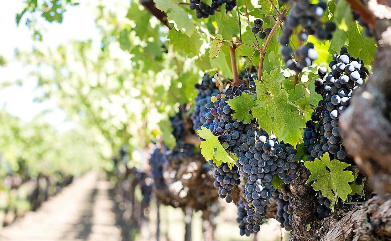 Viñedo en El Bierzo.