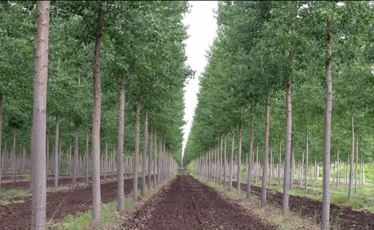 Cultivo de chopos.