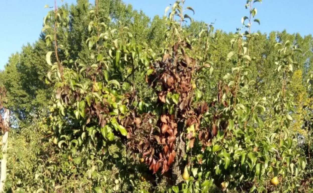 Bayern Forestal Sa De Cv - ANISOTROPÍA Esta propiedad es poco