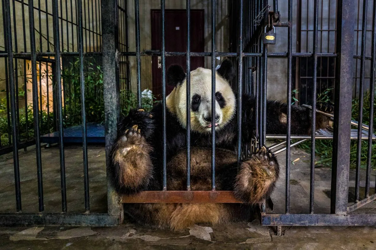 ‘Cautivo’, de Marcus Westberg. “Un panda gigante utilizado para la cría en cautividad se sienta solo en una instalación en Shaanxi, China. La cría en cautividad de especies en peligro de extinción puede desempeñar un papel importante en la repoblación de hábitats silvestres, pero también puede ser una etiqueta conveniente para esconderse, como ‘verde’, ‘renovable’ o ‘sostenible’. En este caso, aunque no había duda de que el personal se preocupaba profundamente por sus pupilos, la sensación era, sin embargo, que los pandas eran activos económicos. No había planes para preparar a ninguno de los nacidos en cautiverio para su liberación, todos los animales estaban siendo habituados a los humanos y se utilizan como atracción para los visitantes de pago. Para mí, esta imagen representa la yuxtaposición entre las intenciones que expresamos y la realidad sobre el terreno: un animal salvaje encerrado en una jaula en nombre de la conservación”.