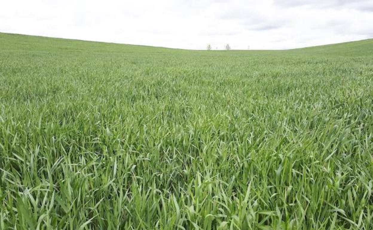 La Junta aprueba las bases para la concesión de subvenciones del Plan Agricultura y Ganadería Joven de Castilla y León