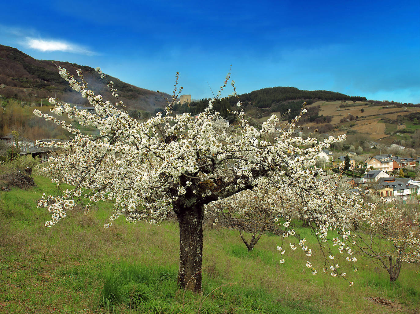 Un año más Corullón se viste de blanco para recibir la floración de sus cerezos