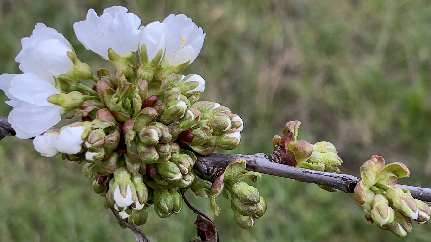 Un año más Corullón se viste de blanco para recibir la floración de sus cerezos