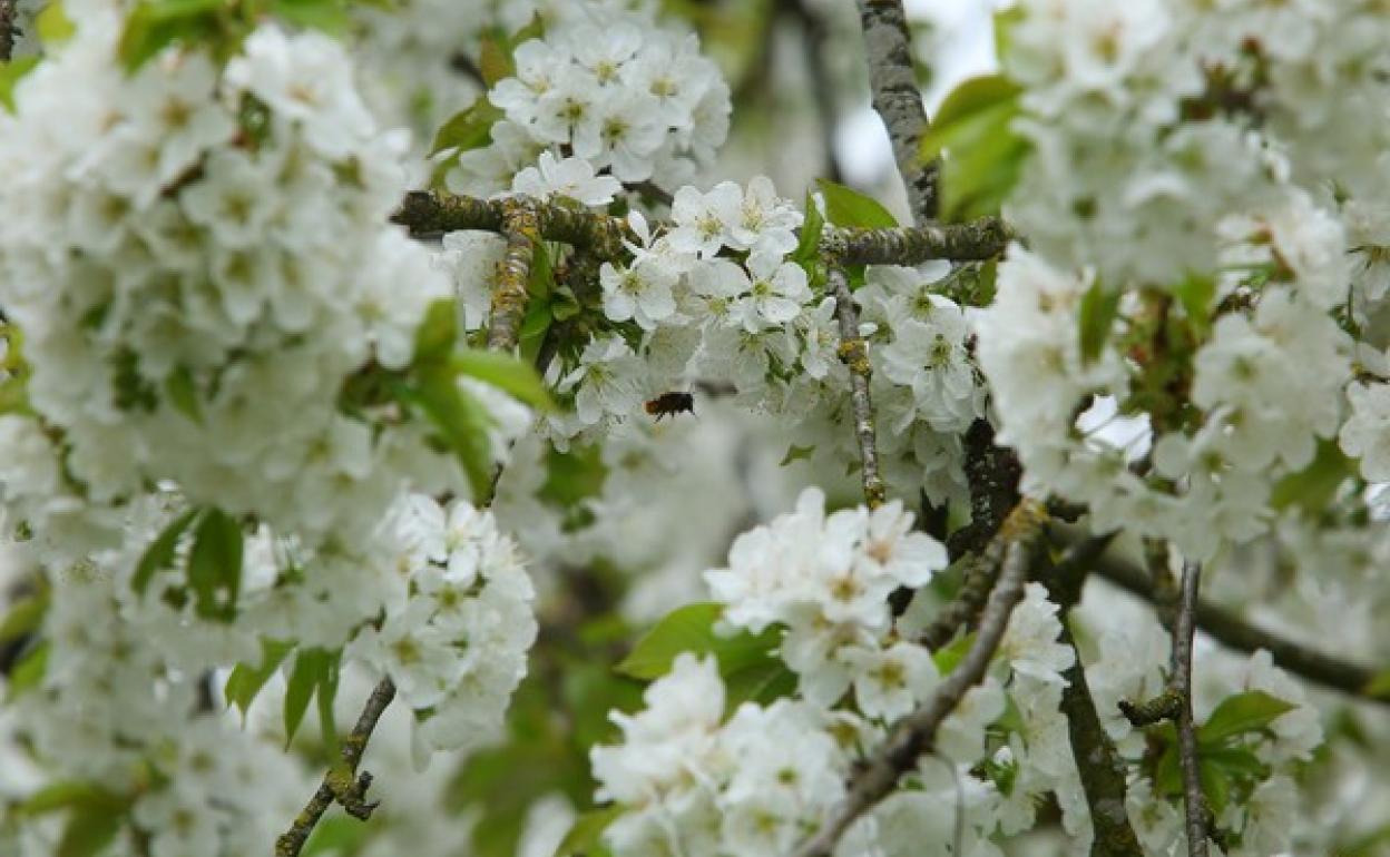 Cerezos en flor en Corulllón.