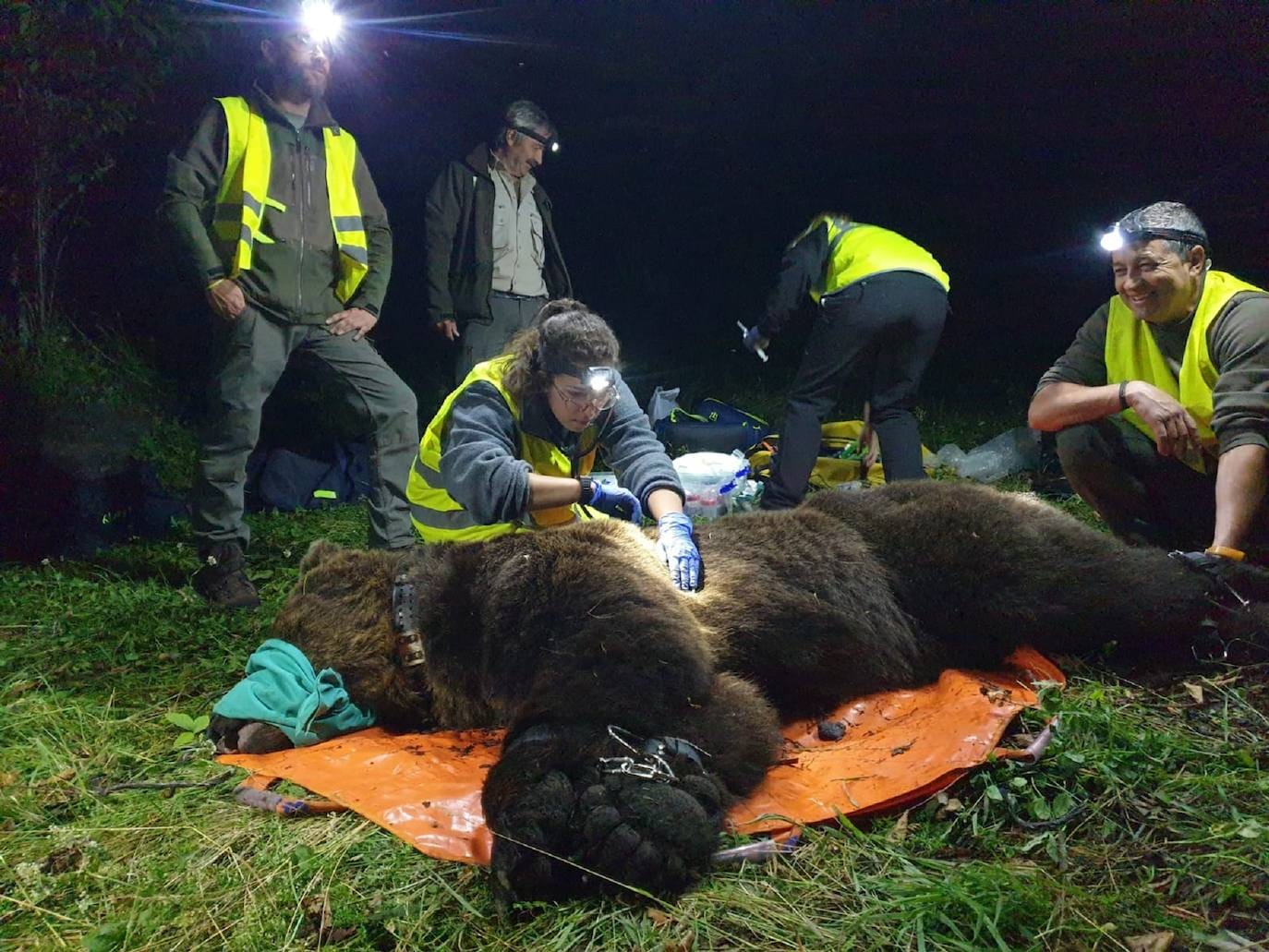 Con la captura del nuevo ejemplar, un macho de 193 kilos, son dos los ejemplares radiomarcados por la Junta en menos de una semana, tras el ejemplar capturado el sábado en el Parque Natural de la Montaña Palentina, lo que hace un total de tres los ejemplares radiomarcados en Castilla y León desde que el Plan de Captura y Radiomarcaje se iniciara en septiembre del año pasado.