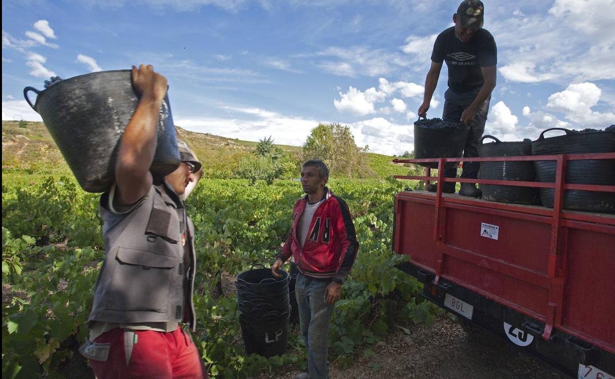 Vendimia en El Bierzo. 