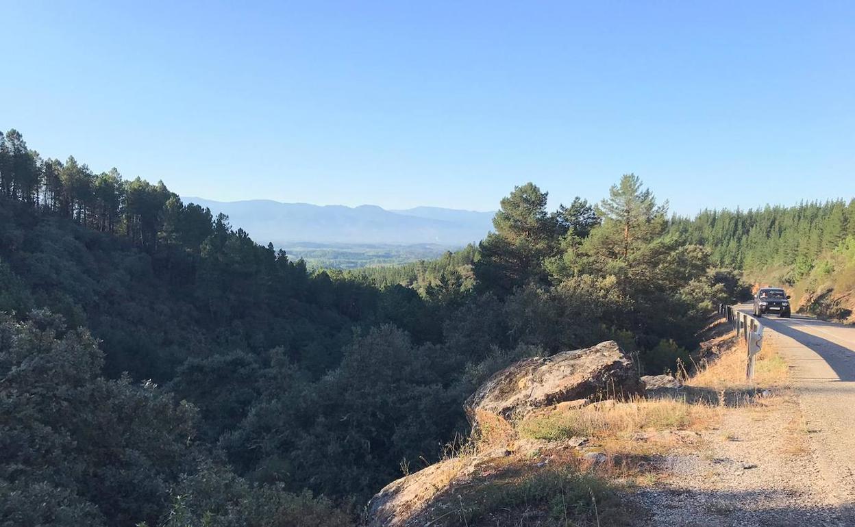 Árboles que serán talados en San Juan de la Mata para levantar la instalación fotovoltaica.