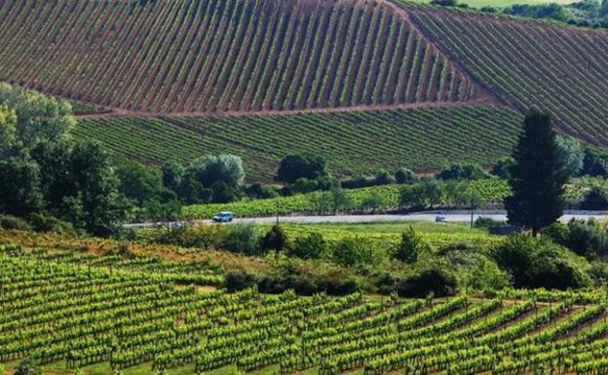 Viñedos en el Bierzo.