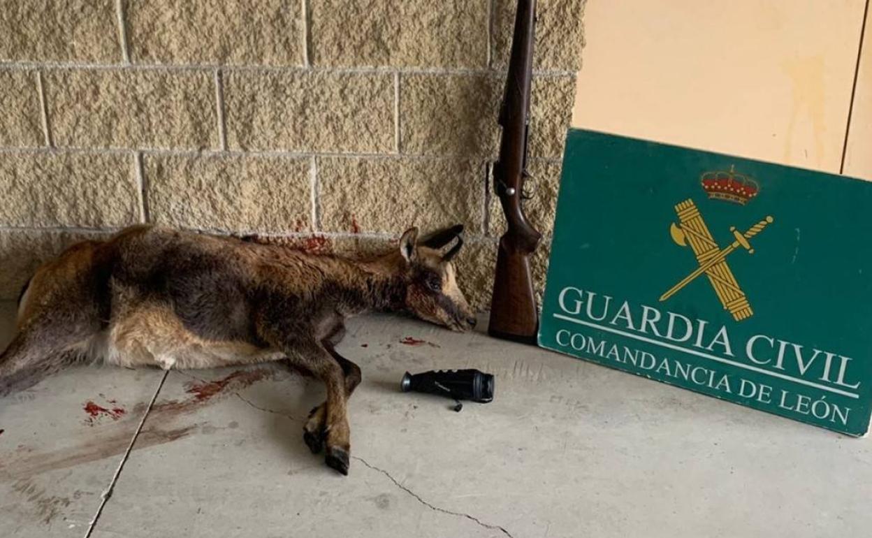 La Guardia Civil incautó a los dos cazadores furtivos la pieza sin precintar.