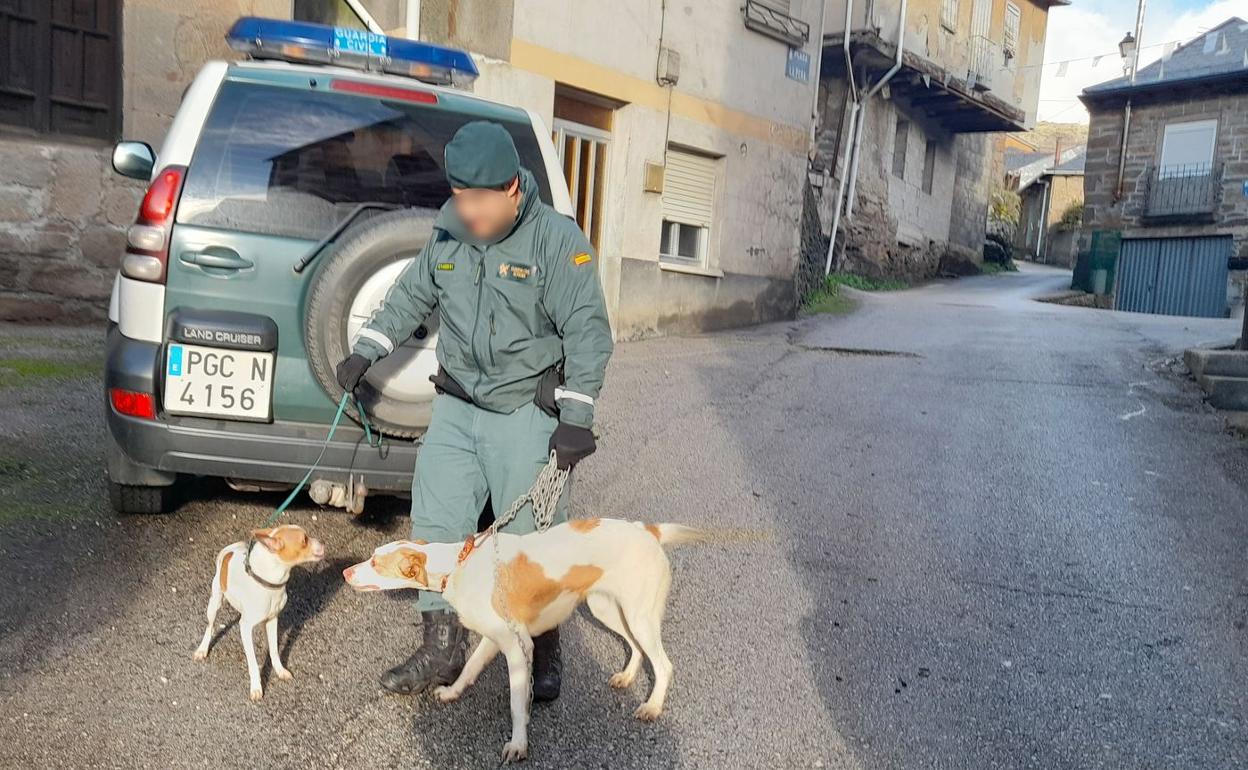 Efectivos del Seprona de la Guardia Civil junto a los perros recuperados del interior de la vivienda. 