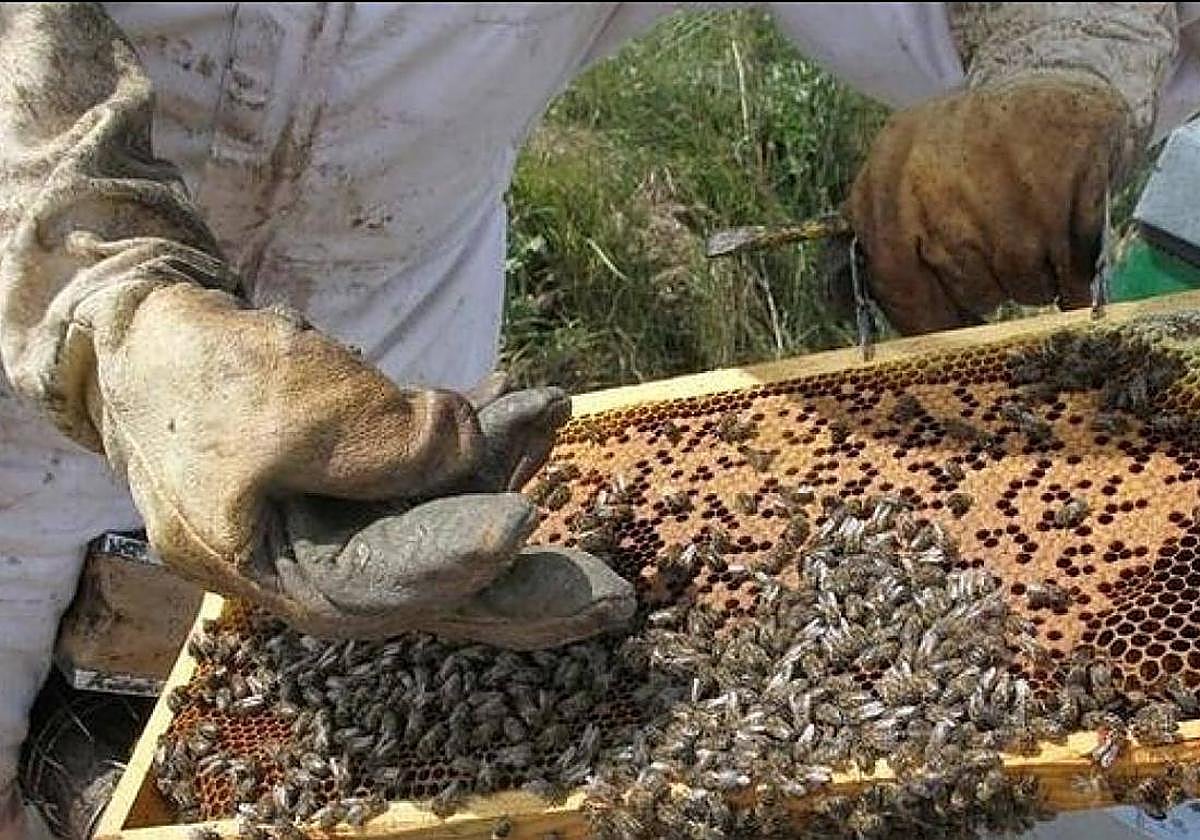 Camponaraya inaugura el primer laboratorio privado de sanidad apícola.