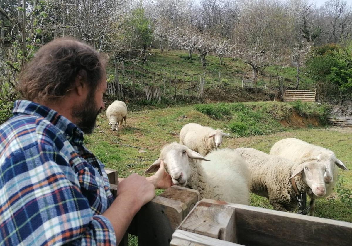José Ángel Rodríguez junto a las 'ovejas bomberas' en Orbanajo.