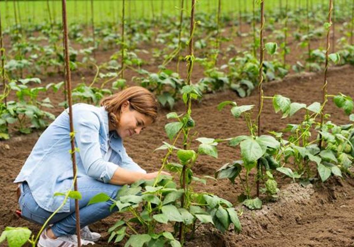 Una mujer trabaja en el campo.