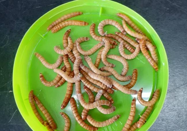 Larvas de gusano de la harina.