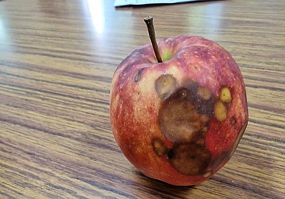Estado de una manzana austriaca repartida en un colegio del Bierzo.