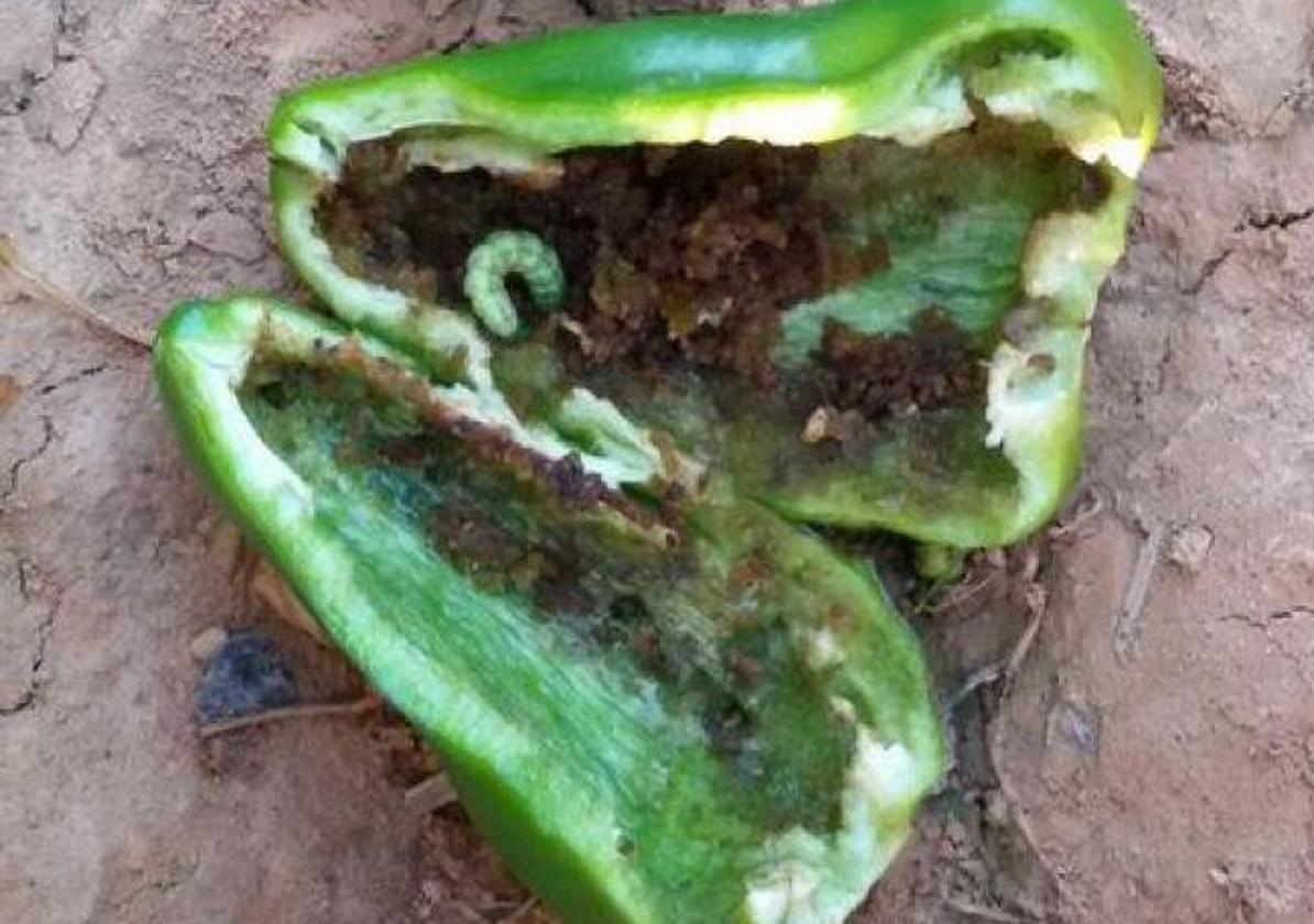 Daños en fruto