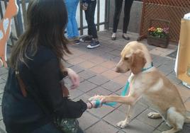 Ponferrada anima a adoptar un perro.