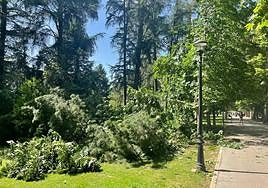 Imagen del pino de 30 metros que colapsó a primeros de julio en el parque del Plantío de Ponferrada.