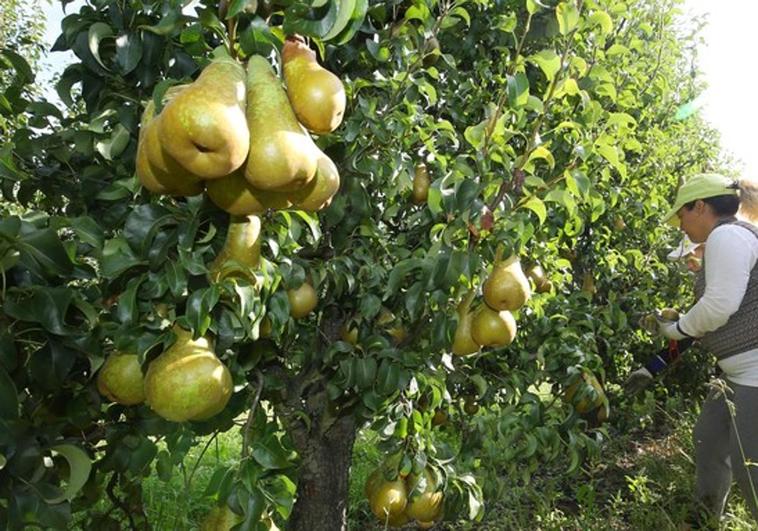 Los fruticultores bercianos inician la próxima semana la recogida de 12 millones de kilos de pera
