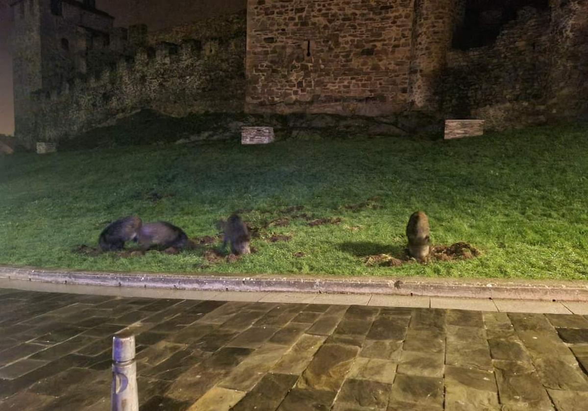 Cuatro jabalíes 'asaltan' el Castillo de los Templarios