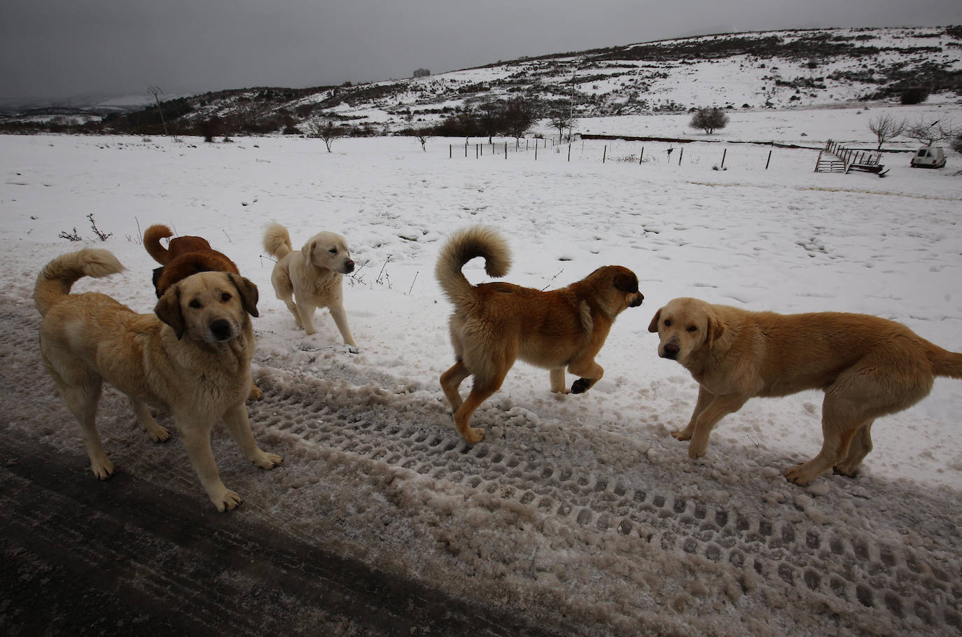 'Fien' comienza a remitir en la provincia pero la montaña se mantiene en fase de preemergencia. La nieve ha alcanzado de lleno a toda la provincia y El Bierzo no ha sido una excepción. 
