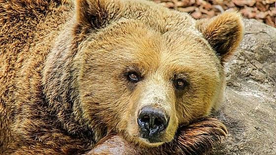Los osos vuelven a visitar los colmenares bercianos en invierno