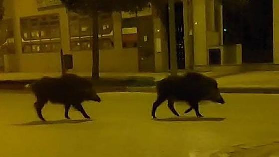Dos jabalíes, los nuevos 'inquilinos' del barrio ponferradino de Flores del Sil