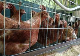 Ejemplares de gallinas a la venta en una tienda agraria de Ponferrada.