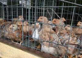 Gallinas destinadas a la venta en un establecimiento agroganadero situado en Ponferrada.