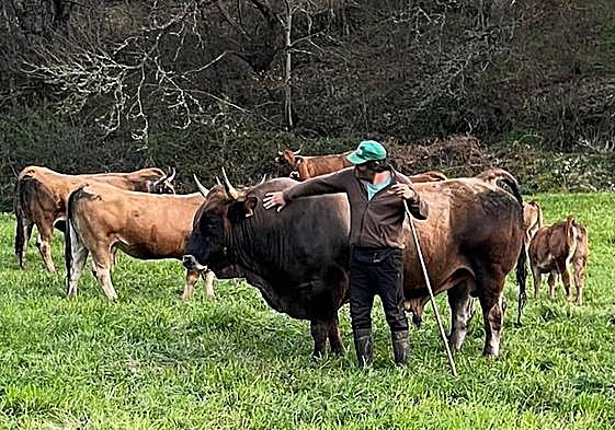 El ganadero berciano, Óscar Juanes, junto a sus reses en los montes del Bierzo Oeste.