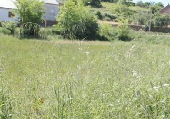 El Ayuntamiento pide la limpieza de fincas para evitar incendios o condiciones insalubres.