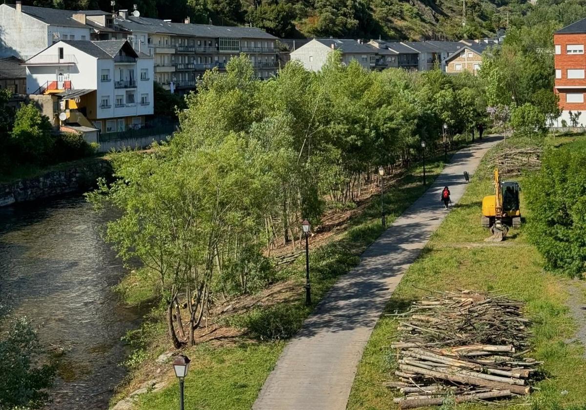Imagen de las labores de limpieza de las márgenes del río Burbia en Villafranca del Bierzo.