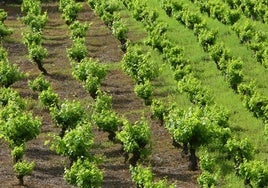 Viñedos en la comarca del Bierzo.