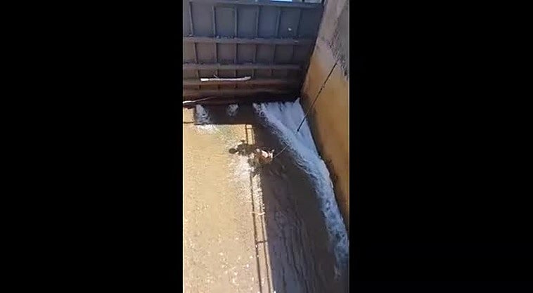 Rescate de un corzo en Bembibre