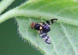 Imagen de la mosca del cerezo.