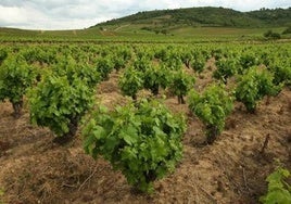 Viñedos en la comarca del Bierzo.