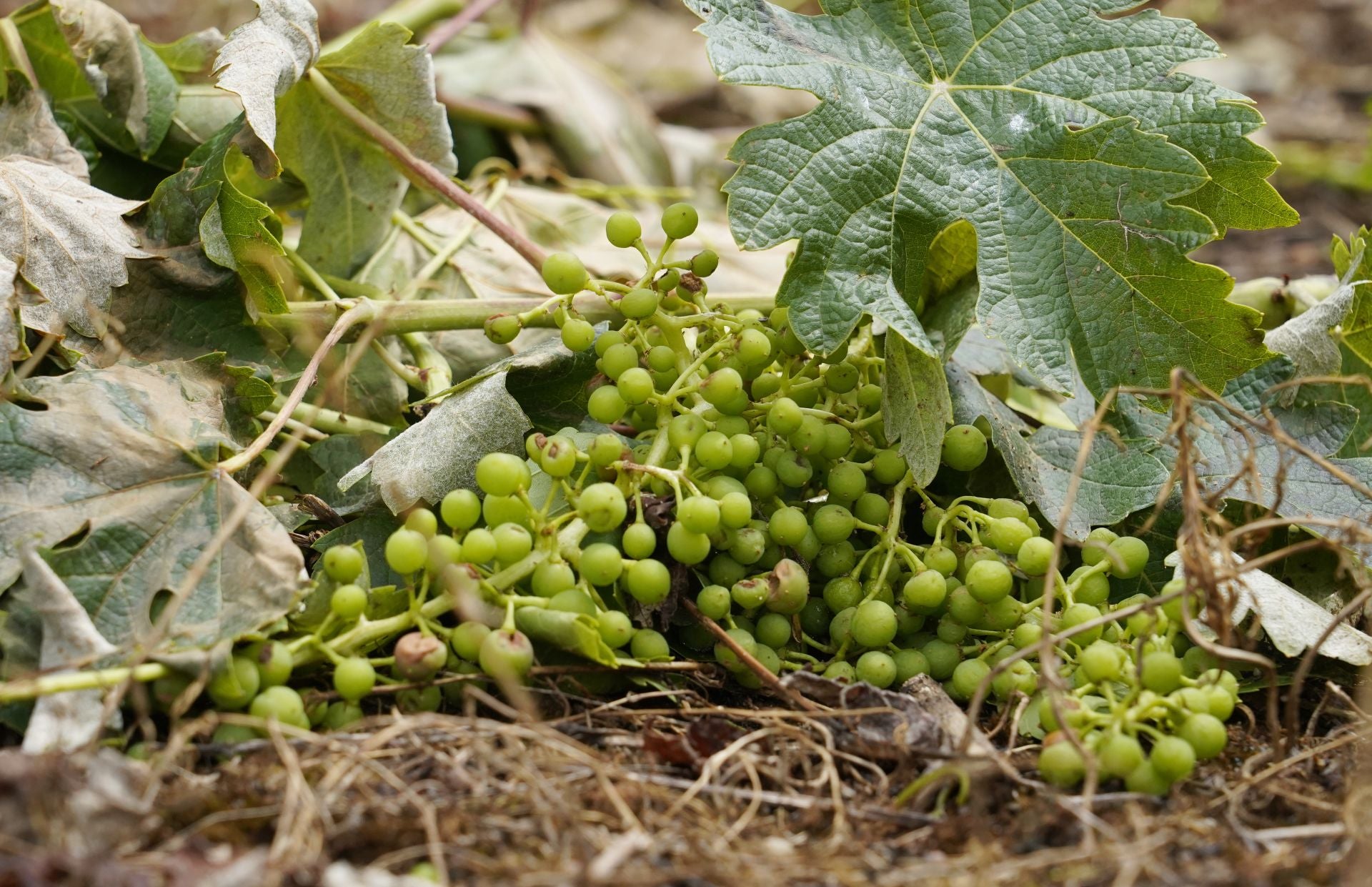 Daños provocados por el granizo en las viñas de la comarca del Bierzo.