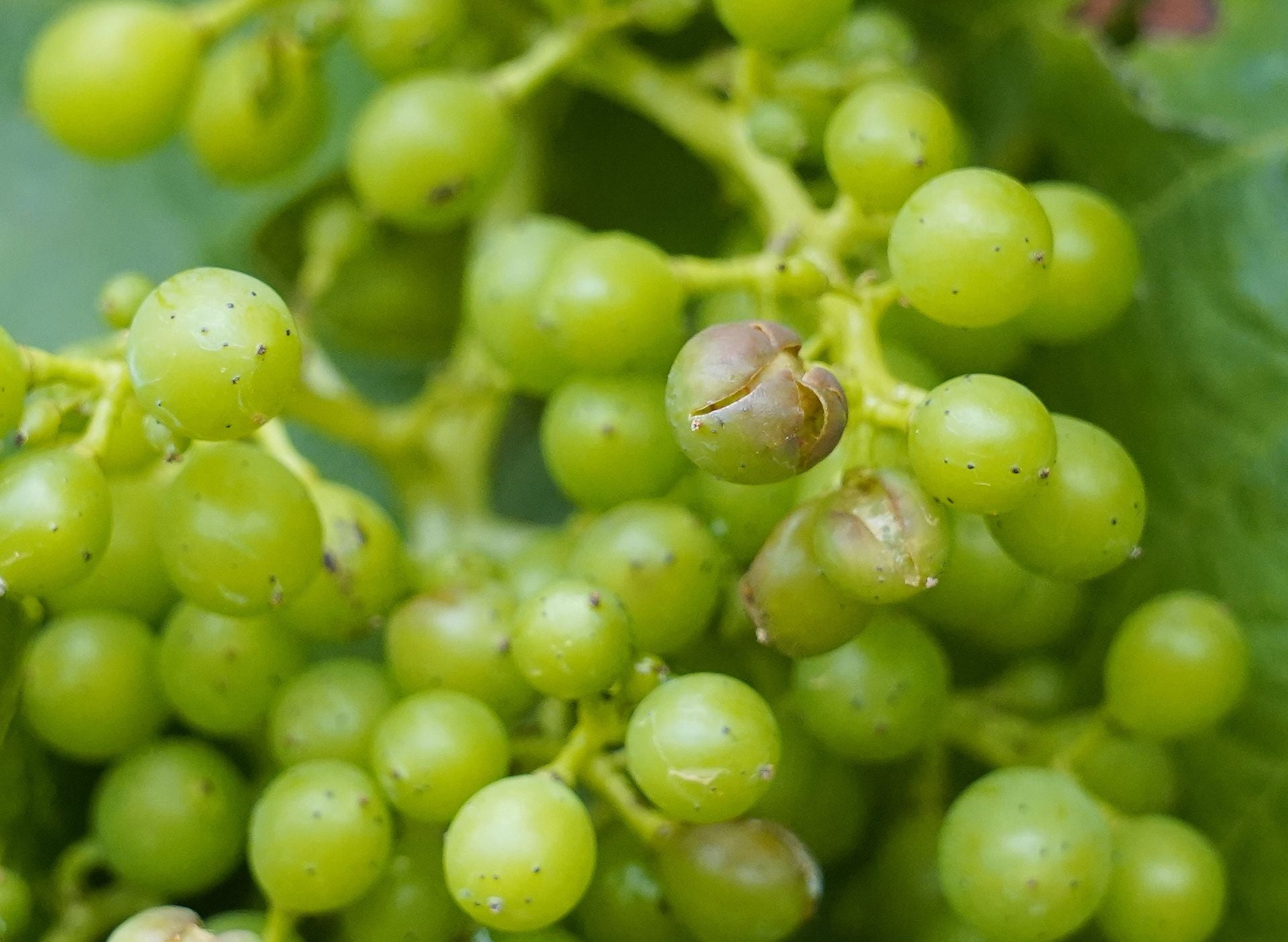 Daños provocados por el granizo en las viñas de la comarca del Bierzo.