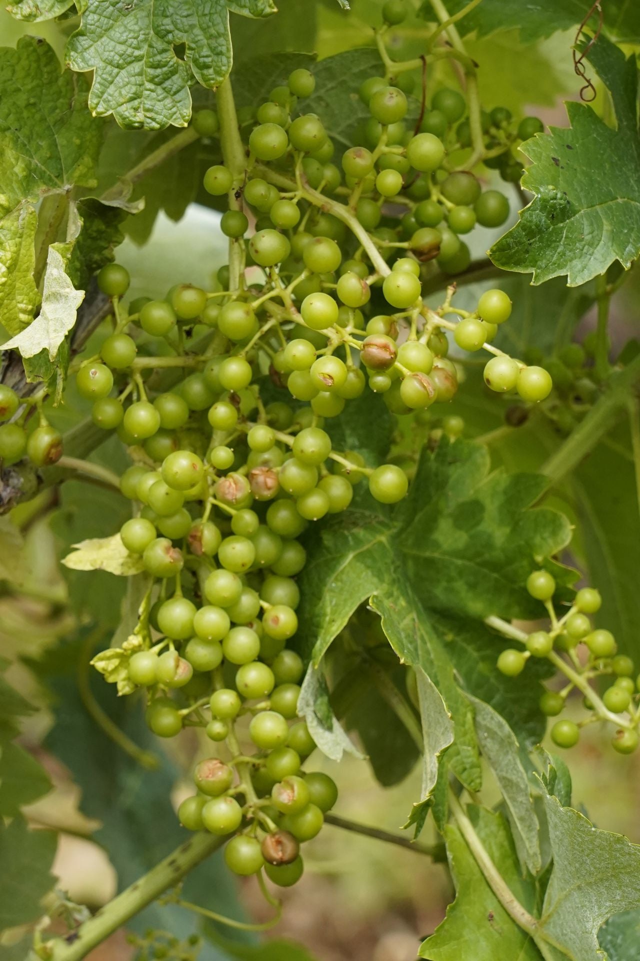 Daños provocados por el granizo en las viñas de la comarca del Bierzo.