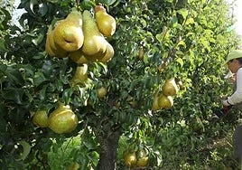 Imagen de archivo de una plantación de pera conferencia en uso.