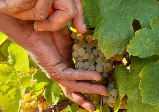 Vendimia en El Bierzo.